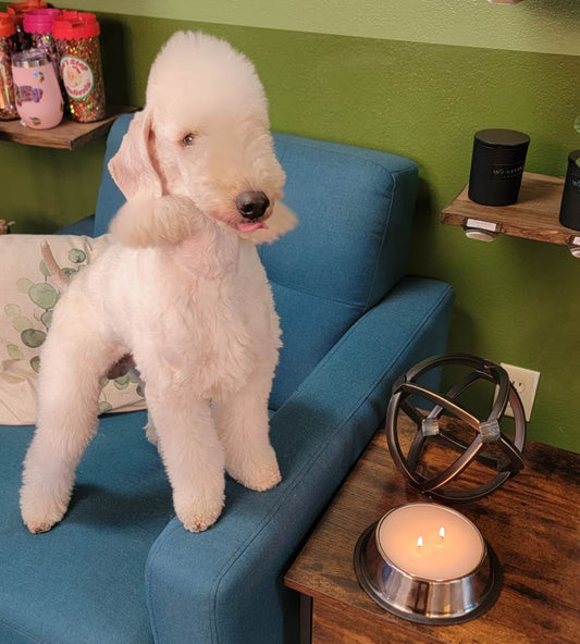 Odor Eliminating  Dog Food Bowl Candle
